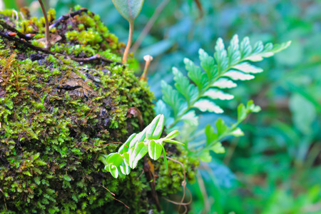 green moss on the trunk of tree