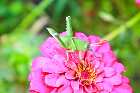 green grasshopper on pink zinnia summer flowerの写真素材