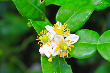 Flower of bergamot fruits on tree in gardenの写真素材