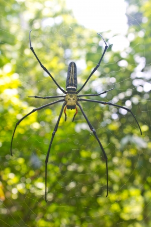 Large tropical spider - nephila (golden orb) on webの写真素材