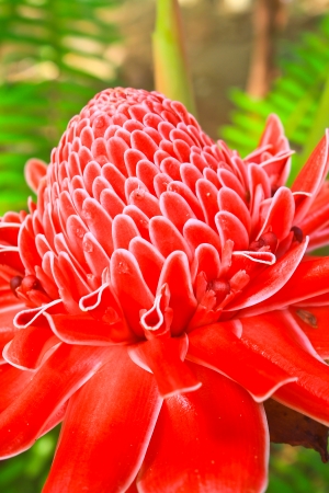 flowers from Thailand, Etlingera Elatior or Red Torch Gingerの写真素材