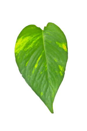 leaf plant epipremnum scindapsus close up isolated on white background (Golden pothos, Devil's iIvy, Hunter's-robe)の写真素材