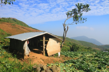 Cabin  in Cabbage agriculture fields in Northern Thailandの写真素材
