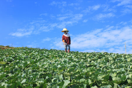 Women are working in Cabbage agriculture fields, Thailandの写真素材