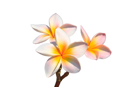 Frangipani  Plumeria  blossoms on  treeの写真素材