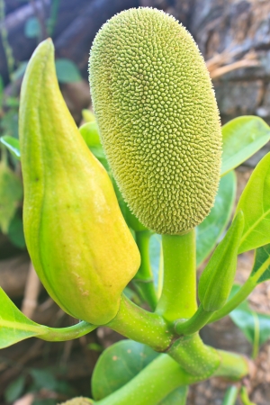 jackfruit (alternately jack tree, jakfruit, or sometimes simply jack or jak; scientific name...