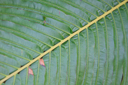 Fern leaf texture, Natural abstraction in forestの写真素材