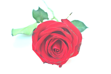 Single beautiful red rose isolated on white backgroundの写真素材