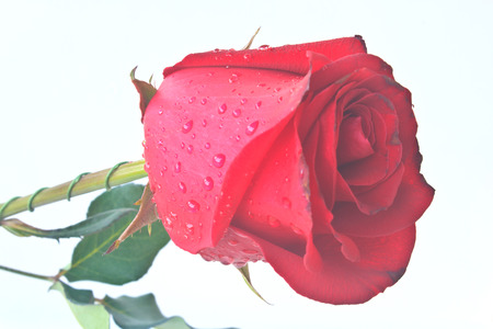 Single beautiful red rose isolated on white backgroundの写真素材