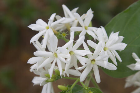 White Jasmine flowers on tree in forestの写真素材