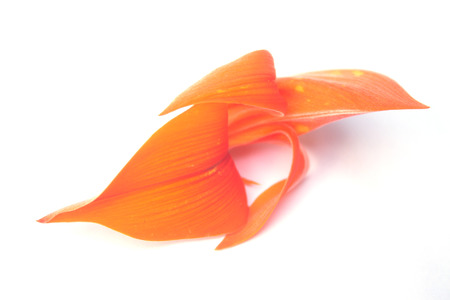 Butea monosperma flowers or erythrina monosperma or india coral treeの写真素材