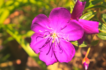 violet flower, beautiful close up of Malabar melastomeの写真素材