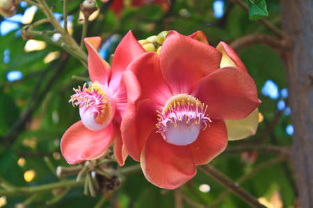 Beautiful Cannon Balltree Flower blossom on tree in Thailand   の写真素材