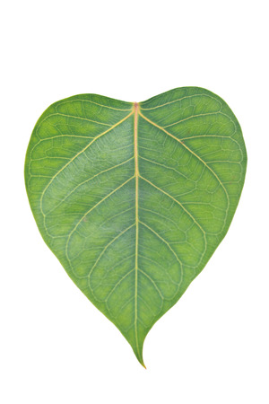Sacred Fig leaf, isolated on a white background       の写真素材