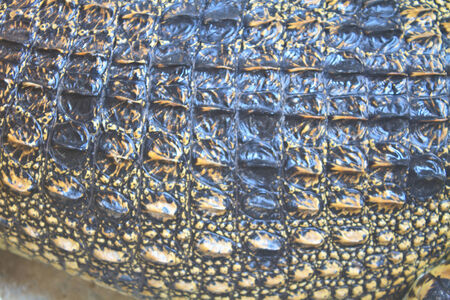 Crocodile skin texture, close up skin texture and backgroundの写真素材