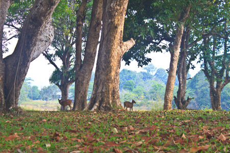 Barking deer or Muntiacus muntjak in a field of grass の写真素材