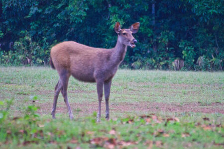 beautiful female samba (Cervus unicolor) standing in Thai forestの写真素材
