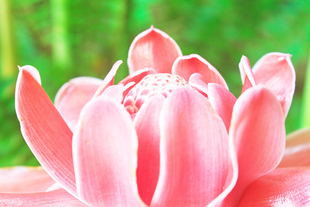 flowers from Thailand, Etlingera Elatior or Red Torch Gingerの写真素材
