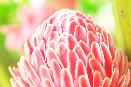 flowers from Thailand, Etlingera Elatior or Red Torch Gingerの写真素材