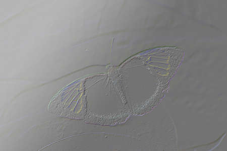 Texture concrete wall, surface shaped insect print on the wallの写真素材