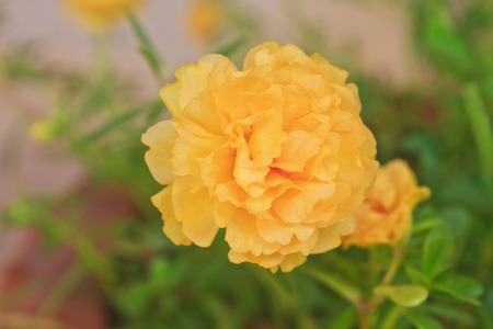 Yellow Portulaca flowers at the garden in morning  の写真素材