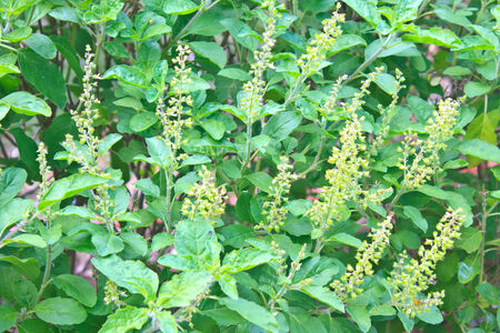 Green holy basil with flower and seed, Thai herbs and spices or seasoning. の写真素材