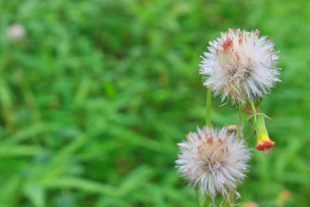 Flowering grass , flower of grass on green backgroundの写真素材