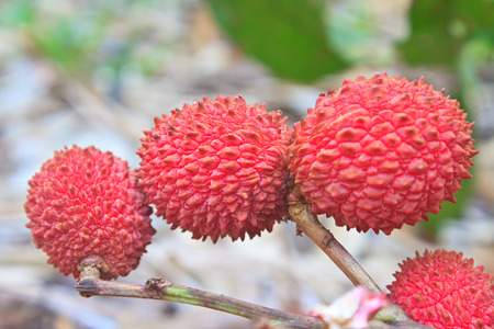 wild fruit from forest, wild lychee or Nephelium hypoleucum の写真素材