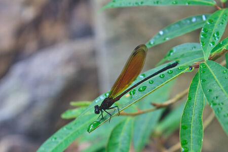 Dragonfly sitting on a branch of green grass の写真素材