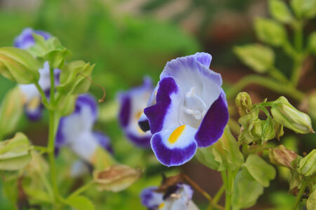 Torenia or Wishbone flowers, Bluewings in the garden or nature park の写真素材