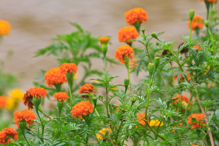 Marigold  flowers field, summer in garden Thailand の写真素材