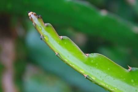 leaves of dragon fruit tree with drop water in gardenの写真素材