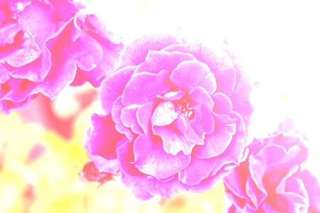 beautiful flowering roses in vintage lightの写真素材
