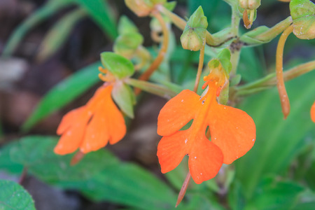 Lipped Habenaria, habennaria rhodocchelia hance from rainforestの写真素材