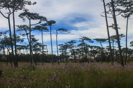 pine tree forest on mountain in national park Thailand
