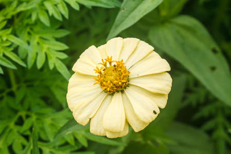 Zinnia elegans in field, summer in garden Thailand