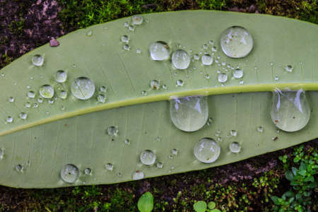 Beautiful green leaf with drops of water 