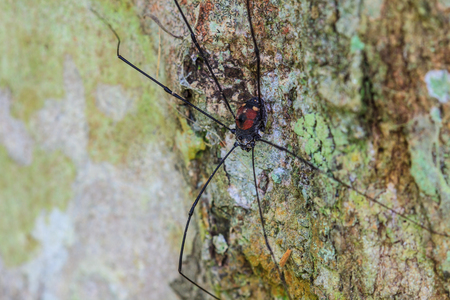 Harvestman spider or daddy longlegs close up on tree in forestの写真素材