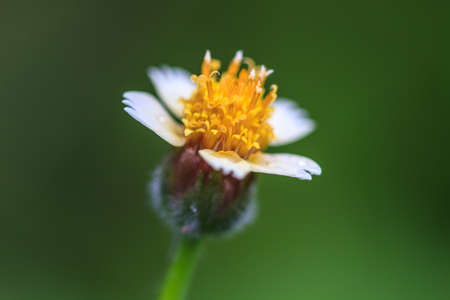 beautiful wild flower in forest, nature background