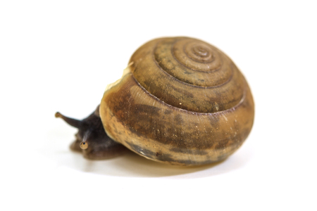 Garden snail on white background close upの写真素材