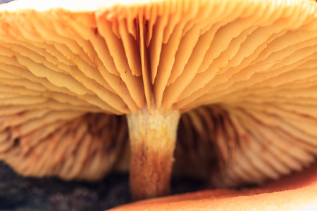 close up mushroom in deep forest, Thailandの写真素材