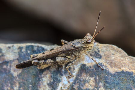 insect on stone, Grasshopper perching on stoneの写真素材