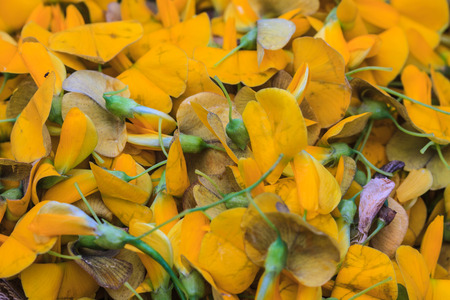 Sesbania flower,  vegetable used for food in Thailandの写真素材