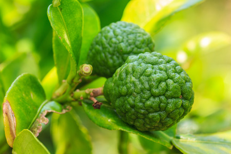 Bergamot on Tree in gaden, bergamot (Kaffir Lime) fruits