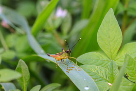 Insect on leaf, beautiful wildlife in nature