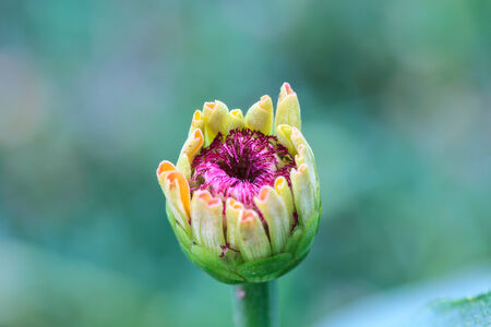 Bud of Zinnia elegans in fieldの写真素材