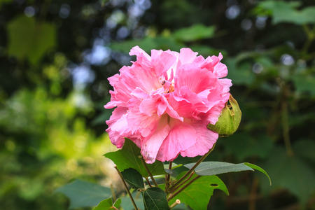 beautiful wild flower in forest, nature backgroundの写真素材