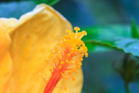 Hibiscus flowers are a genus of flowering plants in the mallow familyの写真素材