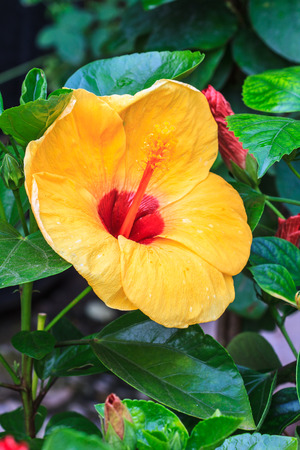 Hibiscus flowers are a genus of flowering plants in the mallow familyの写真素材