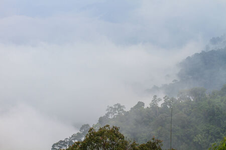fog and cloud mountain valley landscape, plant fog and mountain background